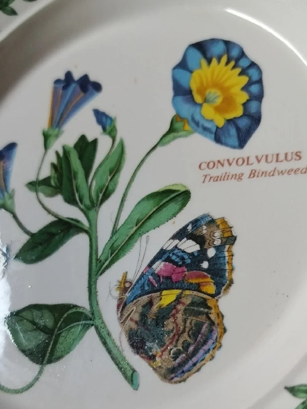 Port Meirion Botanical Convolvulus Floral Small Plate,7 Inch
